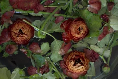 Ranunculus flowers   Foto stock