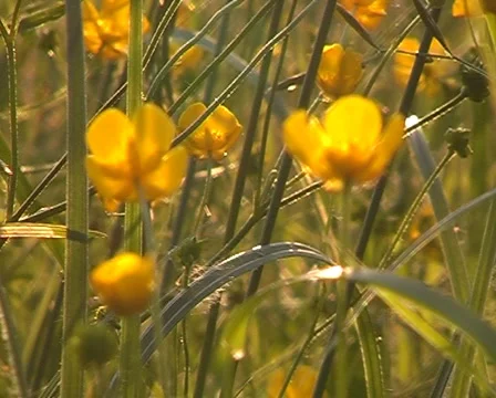 Ranunculus. Video stock 906071
