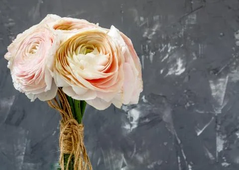 Ranunculus gentle pink Stock Photos