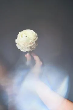 Ranunculus in hand 写真素材