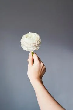 Ranunculus in hand 写真素材