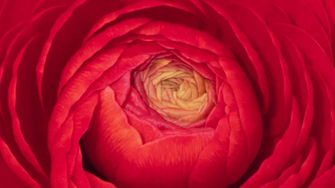 Ranunculus opening timelapse Video stock 272165874