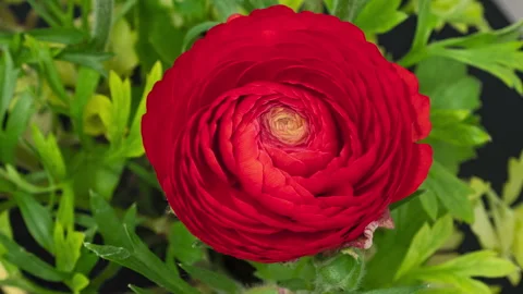 Ranunculus opening timelapse Stock Footage 297786168