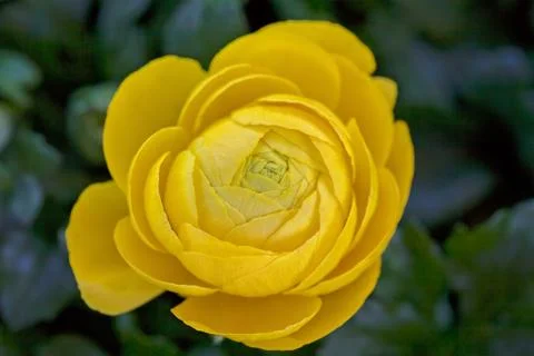 Ranunculus or buttercup Foto stock gratuite
