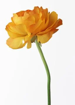 Ranunculus Stock Photos