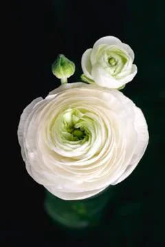 Ranunculus Stock Photos