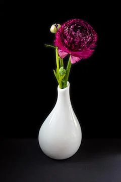 Ranunculus 스톡 사진