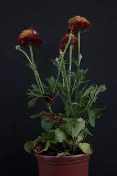 Ranunculus in a pot Stock Photos