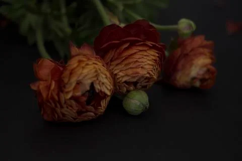Ranunculus in a pot Stock Photos