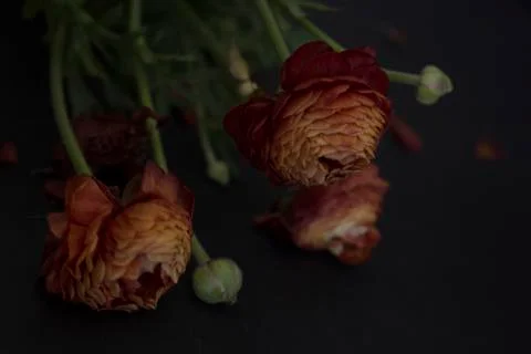 Ranunculus in a pot Stock Photos