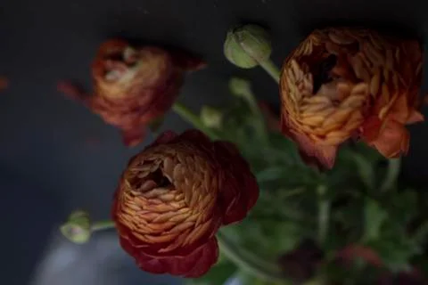 Ranunculus in a pot Stock Photos