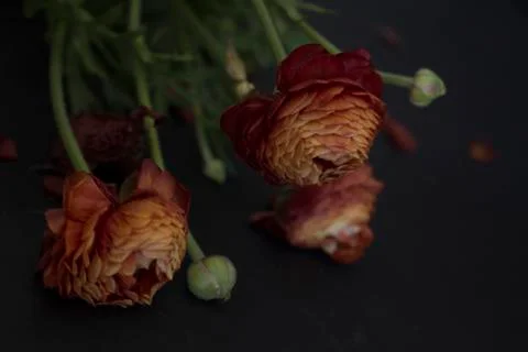 Ranunculus in a pot Stock Photos