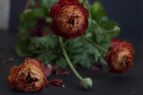 Ranunculus in a pot Stock Photos