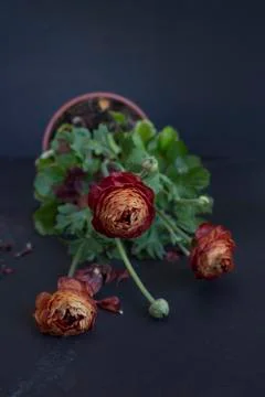 Ranunculus in a pot Stock Photos