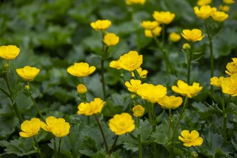 Ranunculus repens Stock Photos