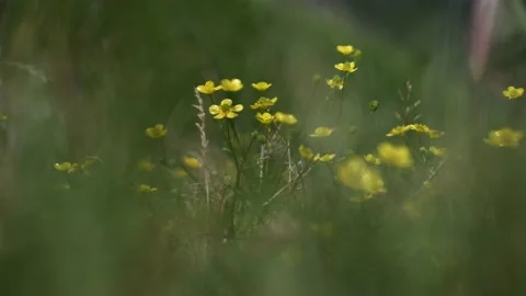 Ranunculus repens plant family Stock Footage