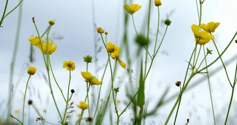 Ranunculus repens swaying in the wind. Low point of a view. Stock Footage 86463171