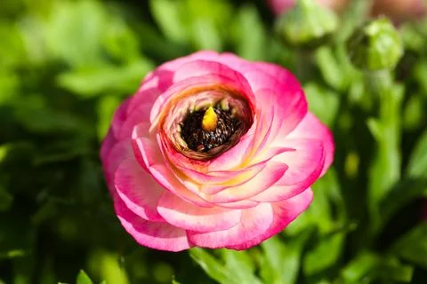 Ranunculus in spring Stock Photos