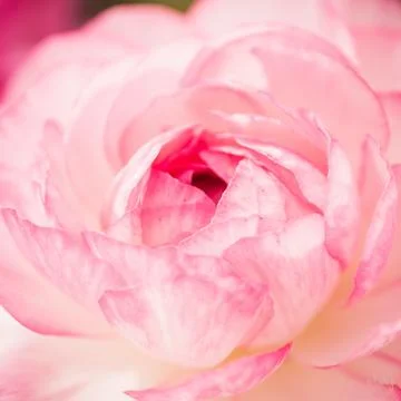 Ranunculus Square Stock Photos