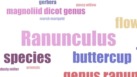 Ranunculus Tag Cloud Animated Isolated Stock Footage 107246928