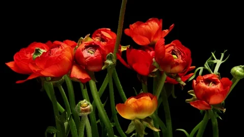 Ranunculus Time-lapse Video stock 273839677