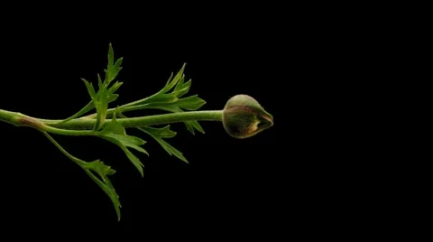 Ranunculus Timelapse Stock Footage 7909970
