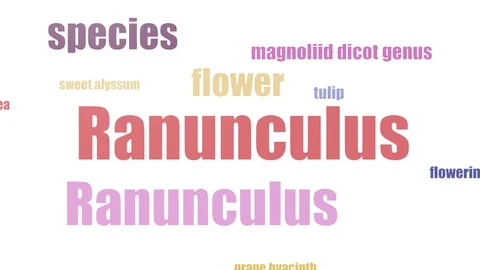 Ranunculus Word Cloud Animated On White Background Stock Footage 107230247