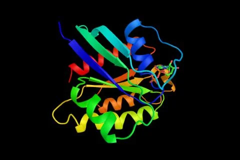 RAP2A, a protein which is a member of the Ras-related protein family. Has b.. Illustration