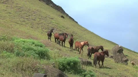 Rapa Nui horses on a slope Stock Footage 11276339