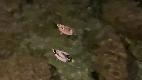 Rapallo Aquarium focus on two ducks, a fish and 3 other ducks Stock-Footage 222423244