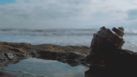 Rapan on a stone by the sea against the background of waves and blue sky. 4k. Stock Footage 117186809