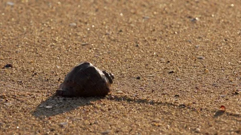 Rapana on the Beach, in front of Beautiful Sun Path in the Sea Video stock 80290966
