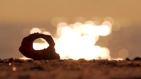 Rapana on the Beach, in front of Beautiful Sun Path in the Sea Video stock 80293642