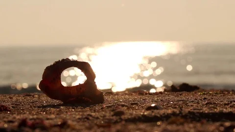 Rapana on the Beach, in front of Beautiful Sun Path in the Sea Video stock 80293743