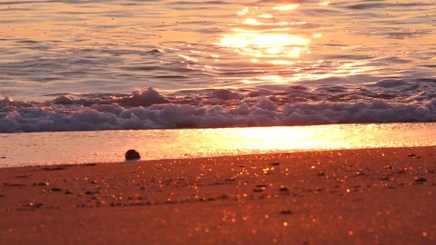 Rapana on the Beach, in front of Beautiful Sun Path in the Sea Video stock 80293884