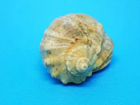 .Rapana conch close-up Stock Photos