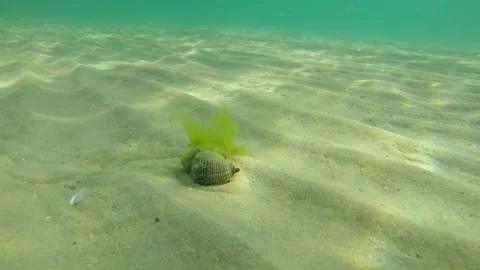 Rapana grope the sandy bottom Stock Footage 104750386