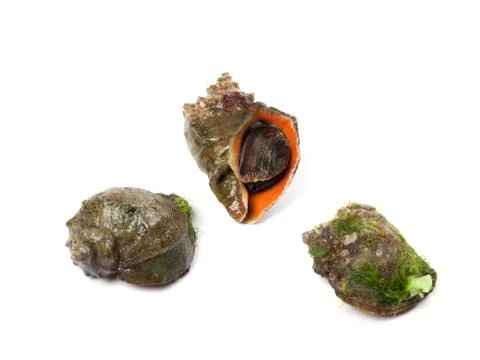 Rapana overgrown with algae Stock Photos