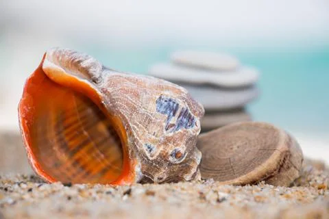 Rapana on sandy beach Stock Photos