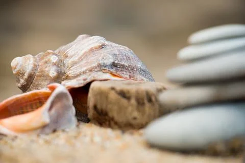 Rapana on sandy beach Stock Photos