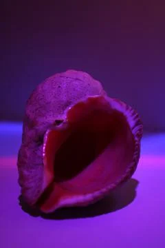 Rapana shell after dark Foto stock