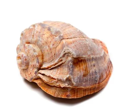 Rapana shell Stock Photos