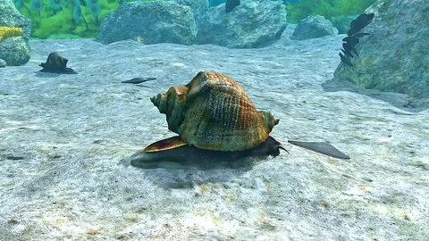Rapana Venosa 3D animation Stock Footage 320366246