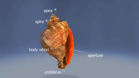 Rapana Venosa shell anatomy Stock Footage 291399989