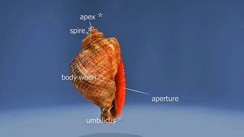 Rapana venosa snail shell Stock Footage 320369598