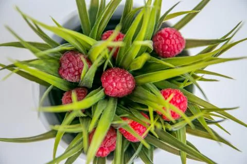Rapberries in the grass Stock Photos
