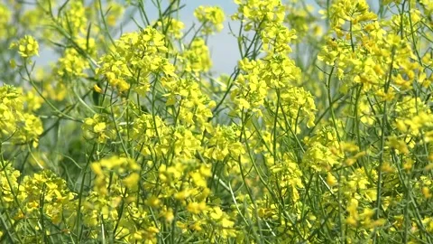Rape in Agriculture Field, View Yellow Rapeseed on Cultivated Land, Countryside Stock Footage 342789763
