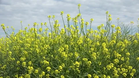 Rape in Agriculture Field, View Yellow Rapeseed on Cultivated Land, Countryside Stock Footage 343732826