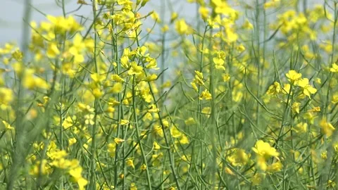 Rape in Agriculture Field, View Yellow Rapeseed on Cultivated Land, Countryside Stock Footage 345157889