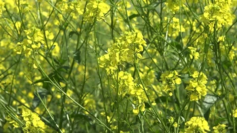 Rape in Agriculture Field, View Yellow Rapeseed on Cultivated Land, Countryside Stock-Footage 346681258